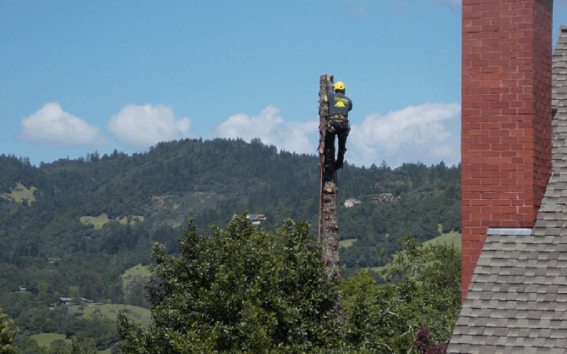 tree removal cost
